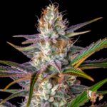 Gorilla Cookies Auto | Cannabis Sämlinge