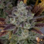 Gorilla Cookies Auto Strains