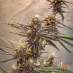 Smackerz Cannabis Strain