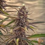 Smackerz Strains
