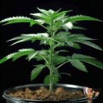 Cereal Milk - Cannabis Stecklinge
