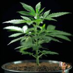 Cereal Milk - Cannabis Stecklinge