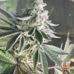 Cereal Milk - Cannabis Stecklinge
