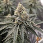 Cereal Milk Strains