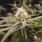 Cereal Milk Strains