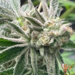 Cereal Milk Strains