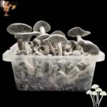 Jack Frost Mushroom
