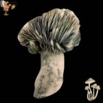 Jack Frost Mushroom