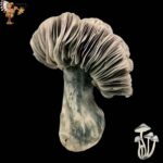 Jack Frost Mushroom