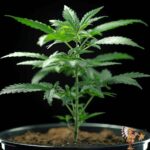 Oreoz - Cannabis Stecklinge