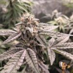 Oreoz Cannabis Stecklinge