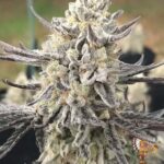 Oreoz - Cannabis Stecklinge