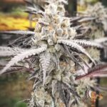 Oreoz - Cannabis Strains