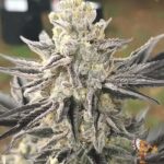 Oreoz Cannabis Strains