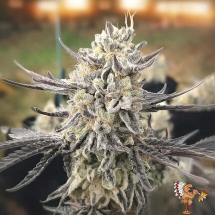 Oreoz - Cannabis Strains