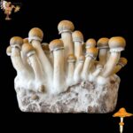 Penis Envy Mushroom Growbox