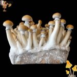 Penis Envy Mushroom Growbox