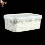 Penis Envy Mushroom Growbox