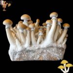 Penis Envy Mushroom Growbox