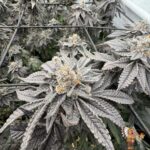 Fizzy Bubblegum Strains