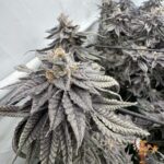 Fizzy Bubblegum Strains