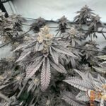 Fizzy Bubblegum Strains