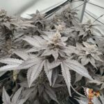 Fizzy Bubblegum Strains