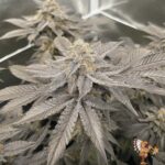 Fizzy Bubblegum Strains