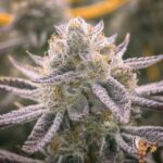 Grape Gas S1 Strains