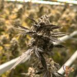 Grape Gas S1 Stecklinge