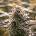 Grape Gas S1 Stecklinge