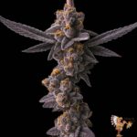 Grape Gas S1 Strains
