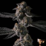Grape Gas S1 - Cannabis Strains