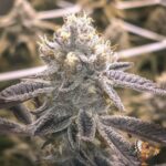 Grape Gas S1 Strains