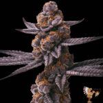 Grape Gas S1 - Cannabis Strains