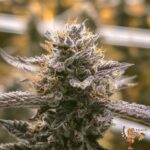 Grape Gas S1 Strains