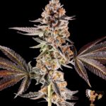 La Bomba Cannabis Stecklinge