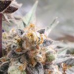 La Bomba Strains Cannabis Strains