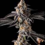 La Bomba Strains Cannabis Strains