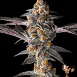 La Bomba Strains