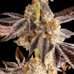 La Bomba Strains Cannabis Strains