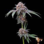 Strawberry Guava Strains