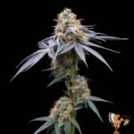 Strawberry Guava Strains