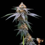 Strawberry Guava Strains