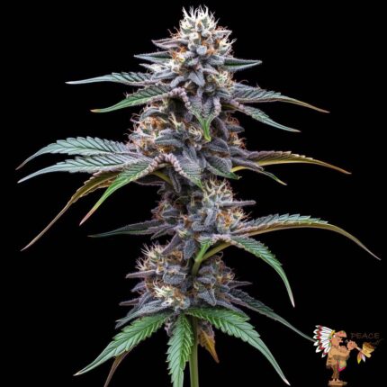 Strawberry Guava Strains