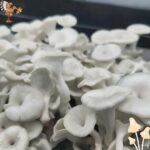 True Albino Teacher Growkit