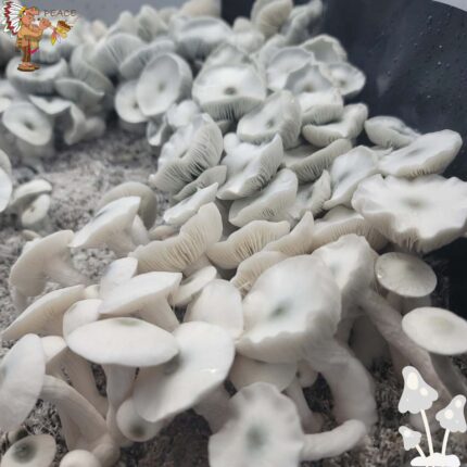 True Albino Teacher Growkit