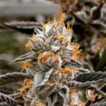 High Fructose Corn Syrup Strains