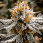 High Fructose Corn Syrup Strains