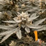 High Fructose Corn Syrup Strains